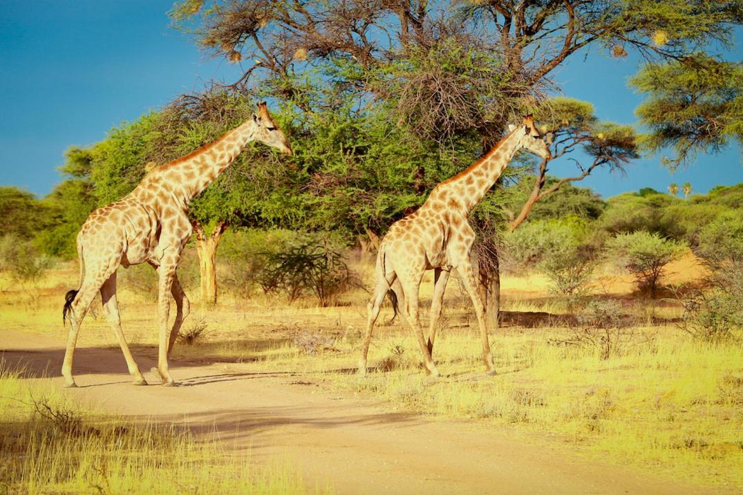 Otjiwa Safari Lodge Очиваронго Экстерьер фото